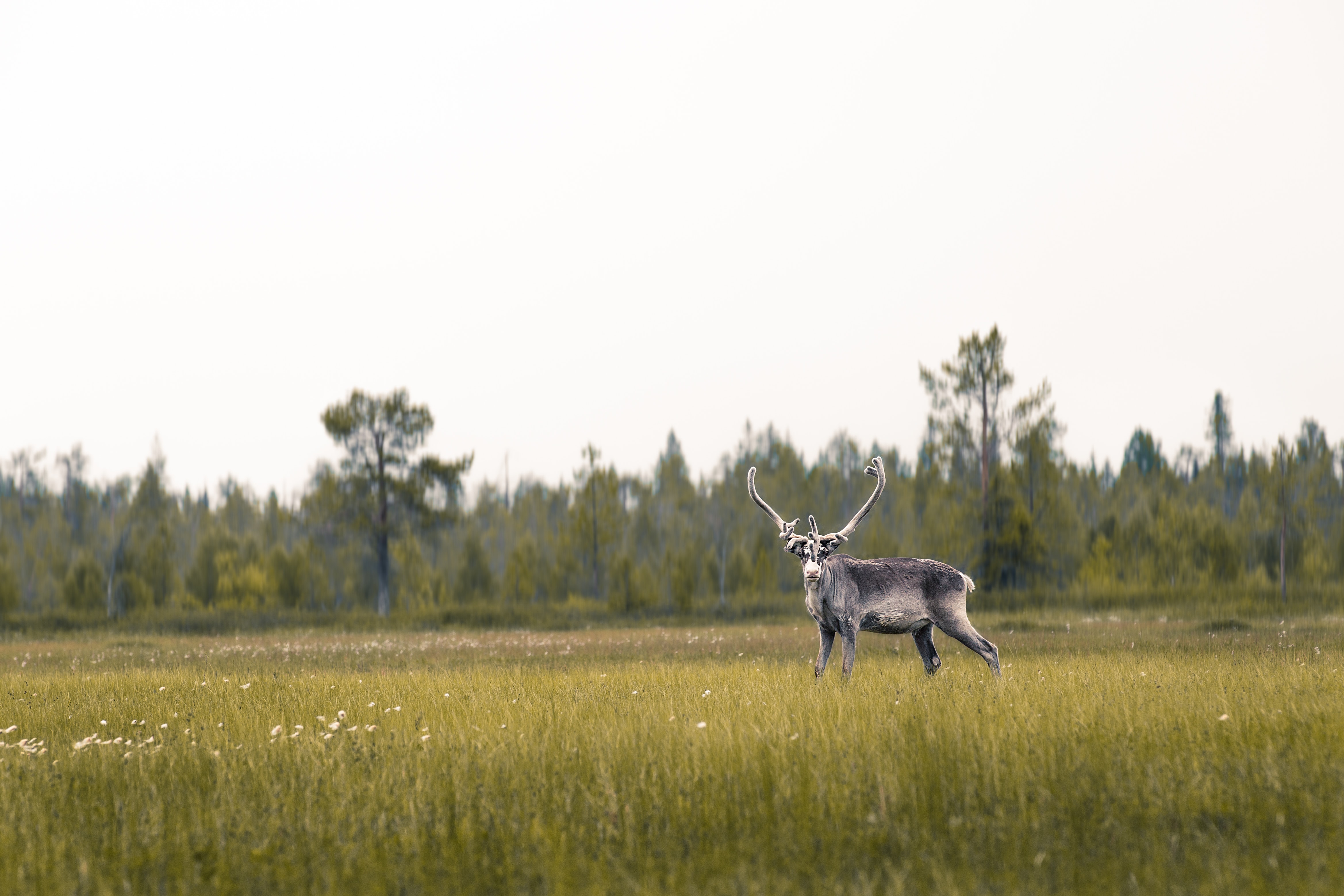 Riistakamerat luontokuvauksessa